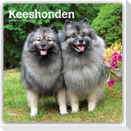 Keeshonden - Wolfsspitz 2027 - 16-Monatskalender