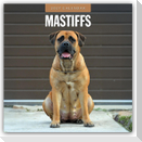 Mastiffs - Mastiff 2027 - 16-Monatskalender
