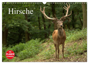 Hirsche (Wandkalender 2024 DIN A3 quer), CALVENDO Monatskalender