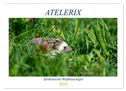 Atelerix - Afrikanische Weißbauchigel (Wandkalender 2024 DIN A2 quer), CALVENDO Monatskalender