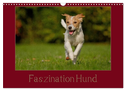 Faszination Hund (Wandkalender 2025 DIN A3 quer), CALVENDO Monatskalender