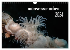 Weber-Gebert, Claudia. unterwasser makro 2024 (Wandkalender 2024 DIN A4 quer), CALVENDO Monatskalender - unterwasser makro - zauberhafte Makrowelt der Meere. Calvendo Verlag, 2023.