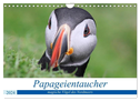 Papageientaucher 2024 - Magische Vögel des Nordmeers (Wandkalender 2024 DIN A4 quer), CALVENDO Monatskalender