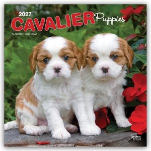 Publishers, Browntrout. Cavalier King Charles Spaniel Puppies - Cavalier King Charles Spaniel Welpen 2027 - 16-Monatskalender - Original BrownTrout-Kalender [Mehrsprachig] [Kalender]. Browntrout Verlags GmbH, 2026.