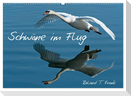 Schwäne im Flug (Wandkalender 2024 DIN A2 quer), CALVENDO Monatskalender
