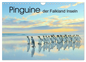 Pinguine der Falkland Inseln (Wandkalender 2024 DIN A4 quer), CALVENDO Monatskalender