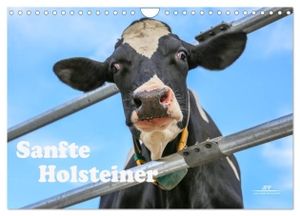 JF Führer, Jana. Sanfte Holsteiner (Wandkalender 2024 DIN A4 quer), CALVENDO Monatskalender - Glückliche Milchkühe aus dem Grönegau - Einfach schön und glücklich.. Calvendo, 2023.