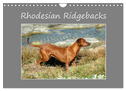 Rhodesian Ridgebacks (Wall Calendar 2025 DIN A4 landscape), CALVENDO 12 Month Wall Calendar