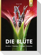 Die Blüte