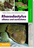Rhacodactylus ciliatus und auriculatus