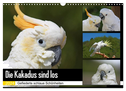 Die Kakadus sind los (Wandkalender 2024 DIN A3 quer), CALVENDO Monatskalender