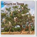 Goats in Trees - Ziegen in Bäumen 2027 - 16-Monatskalender