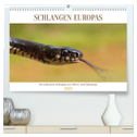 Schlangen Europas (hochwertiger Premium Wandkalender 2024 DIN A2 quer), Kunstdruck in Hochglanz