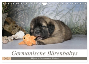 Teßen, Sonja. Germanische Bärenbabys (Wandkalender 2025 DIN A4 quer), CALVENDO Monatskalender - Zauberhafte Welpenbilder von Germanischen Bärenhunden.. Calvendo, 2024.