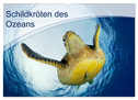 Schildkröten des Ozeans (Wandkalender 2024 DIN A2 quer), CALVENDO Monatskalender