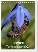 Bienen-Terminplaner 2024 (Tischkalender 2024 DIN A5 hoch), CALVENDO Monatskalender