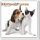 Kittens & Puppies - Kätzchen & Welpen 2027 - 16-Monatskalender
