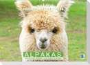 Alpakas: Wuschelköpfe aus den Anden - Edition lustige Tiere (Wandkalender 2022 DIN A2 quer)