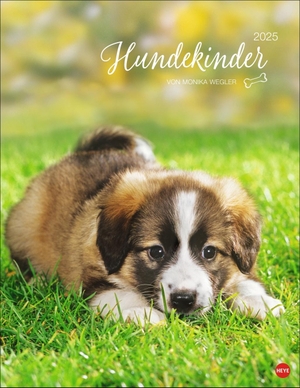 Hundekinder Posterkalender 2025 - von Monika Wegler. Welpen-Fotos zum Dahinschmelzen in einem Wandkalender. Posterkalender mit Hundeporträts für alle Fans der Fellnasen.. Heye, 2024.