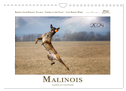 Malinois - Partner auf vier Pfoten (Wandkalender 2024 DIN A4 quer), CALVENDO Monatskalender