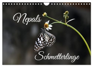 Hennighaußen, Andreas. Nepals Schmetterlinge (Wandkalender 2025 DIN A4 quer), CALVENDO Monatskalender - Eine Auswahl von Schmetterlingen, die ich bei meinen Nepalreisen fotografierte.. Calvendo, 2024.