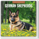 German Shepherds - Deutscher Schäferhund 2027 - 16-Monatskalender