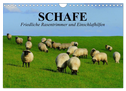 Schafe. Friedliche Rasentrimmer und Einschlafhilfen (Wandkalender 2024 DIN A4 quer), CALVENDO Monatskalender