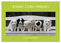 Border Collie Welpen (Tischkalender 2024 DIN A5 quer), CALVENDO Monatskalender