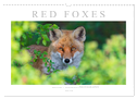 Red Foxes 2025 (Wall Calendar 2025 DIN A3 landscape), CALVENDO 12 Month Wall Calendar