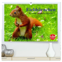 Eichhörnchen. Wo sind bloß die Nüsse? (hochwertiger Premium Wandkalender 2025 DIN A2 quer), Kunstdruck in Hochglanz