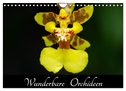 Wunderbare Orchideen (Wandkalender 2025 DIN A4 quer), CALVENDO Monatskalender