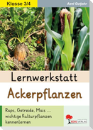 Lernwerkstatt Ackerpflanzen