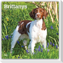 Brittanys - Bretonischer Vorstehhund 2027 - 16-Monatskalender