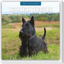 Scottish Terrier - Scotchterrier 2027 - 16-Monatskalender
