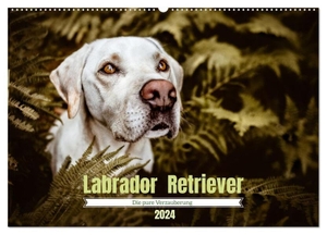 Saskia Katharina Siebel, Sensiebelfotografie. Verzauberung Labrador Retriever 2024 (Wandkalender 2024 DIN A2 quer), CALVENDO Monatskalender - 12 unterschiedliche Labrador Retriever begleiten dich durch das neue Jahr. Calvendo, 2023.