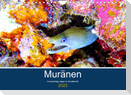 Muränen - Kurzsichtige Jäger im Korallenriff (Wandkalender 2023 DIN A4 quer)