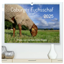 Coburger Fuchsschaf (hochwertiger Premium Wandkalender 2025 DIN A2 quer), Kunstdruck in Hochglanz