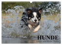 Hunde. Große und kleine Nasen (Wandkalender 2024 DIN A3 quer), CALVENDO Monatskalender