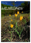 WILDBLUMEN (Wandkalender 2024 DIN A2 hoch), CALVENDO Monatskalender
