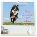 Berner Sennenhunde in Action (hochwertiger Premium Wandkalender 2024 DIN A2 quer), Kunstdruck in Hochglanz