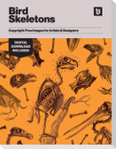 Bird Skeletons: Copyright-Free Images for Artists & Designers