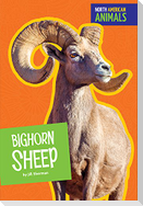 Bighorn Sheep