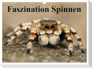 Faszination Spinnen (Wandkalender 2025 DIN A3 quer), CALVENDO Monatskalender