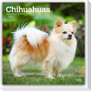 Chihuahuas 2027 - 16-Monatskalender