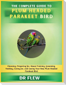 The Complete Guide to Plum Headed Parakeet Bird