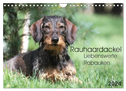 Liebenswerte Rabauken - Rauhaardackel (Wandkalender 2024 DIN A4 quer), CALVENDO Monatskalender