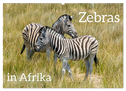Zebras in Afrika (Wandkalender 2025 DIN A2 quer), CALVENDO Monatskalender
