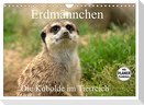 Erdmännchen - Die Kobolde im Tierreich (Wandkalender 2024 DIN A4 quer), CALVENDO Monatskalender