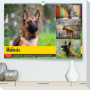 Malinois - belgischer Schäferhund (Premium, hochwertiger DIN A2 Wandkalender 2022, Kunstdruck in Hochglanz)